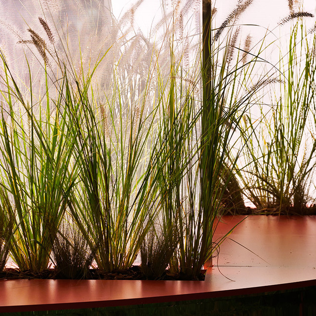 Tall ornamental grasses with feathery plumes displayed in a long rust-colored planter against a softly lit white backdrop