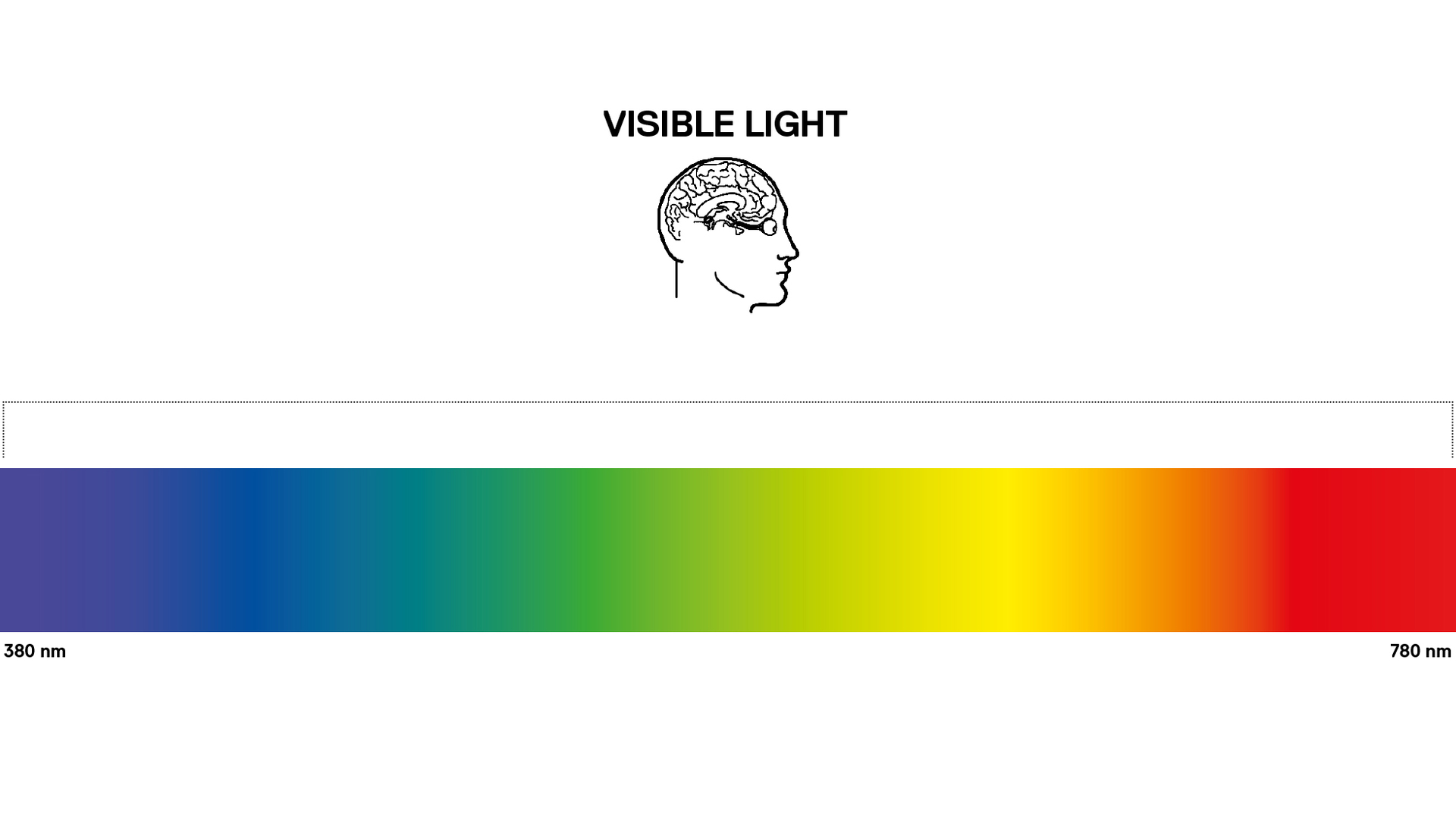 Diagramma dello spettro della luce visibile da 380nm viola a 780nm rosso, con icona del cervello umano che indica la percezione.