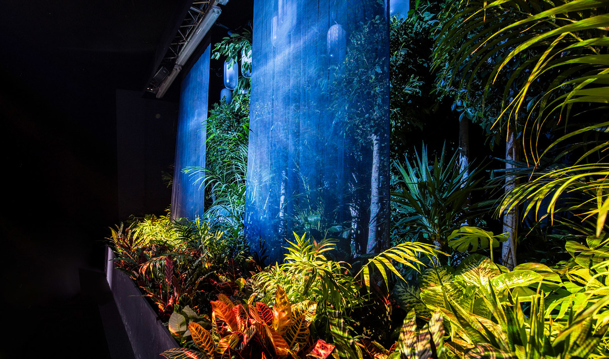 Piante tropicali illuminate in modo scenografico da faretti mirati su sfondo scuro con una proiezione luminosa blu di foresta.