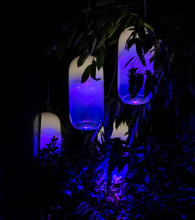 Tre lampade a sospensione ovali che emettono una vivace luce blu-viola, appese tra fogliame tropicale scuro in un giardino notturno.
