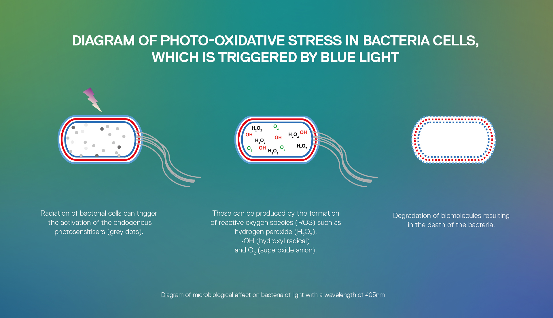 Diagramma in 3 fasi: la luce blu (405nm) attiva lo stress foto-ossidativo nei batteri, forma ROS e causa la morte cellulare.