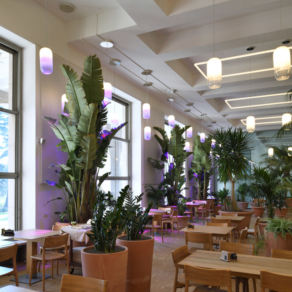 Restaurant interior with Artemide cylindrical pendant lamps emitting purple and white light, hanging above lush tropical plants and wooden dining tables.