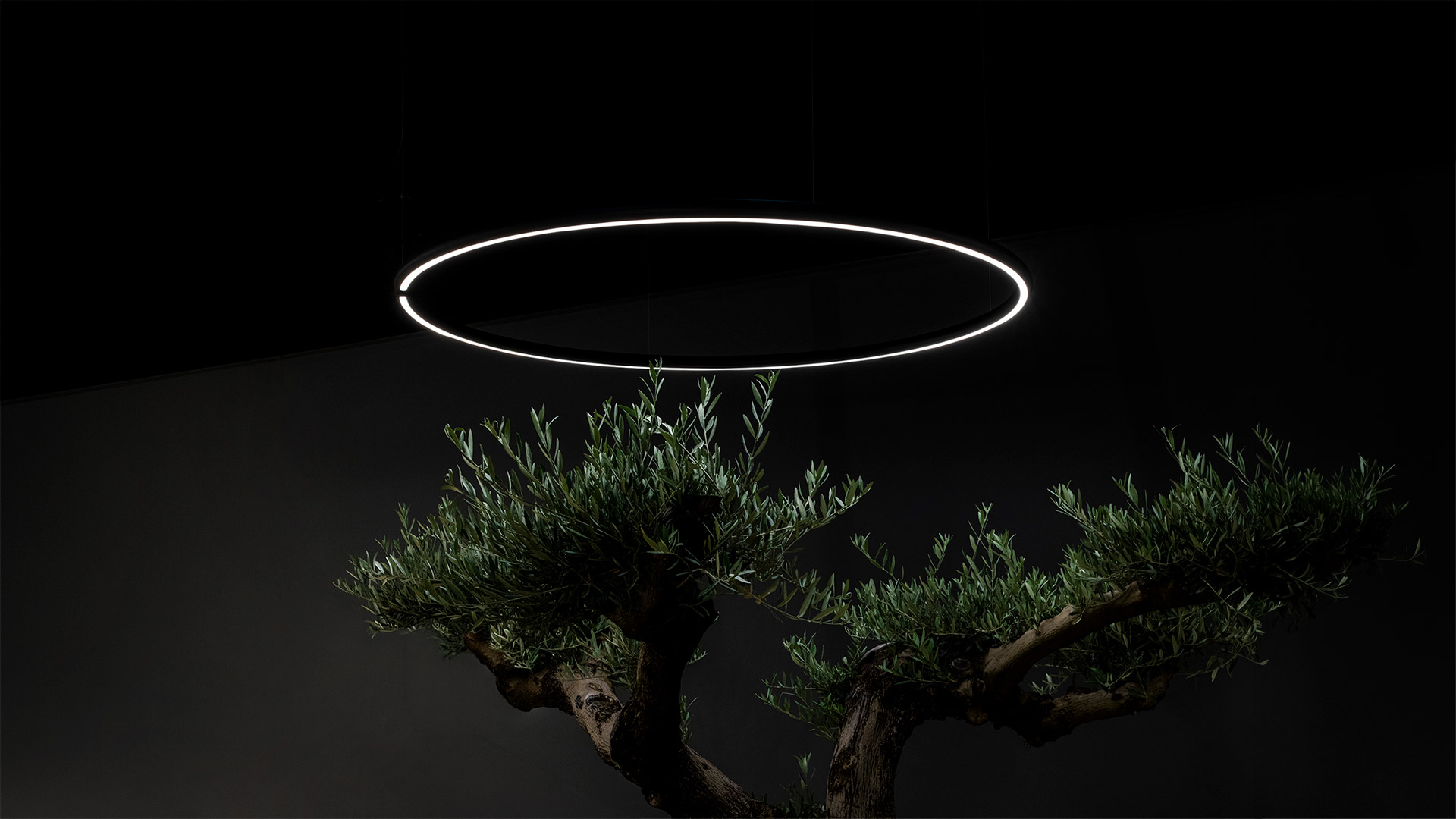 Artemide Alphabet of Light Outdoor: anello LED circolare luminoso sospeso sopra un bonsai su sfondo scuro